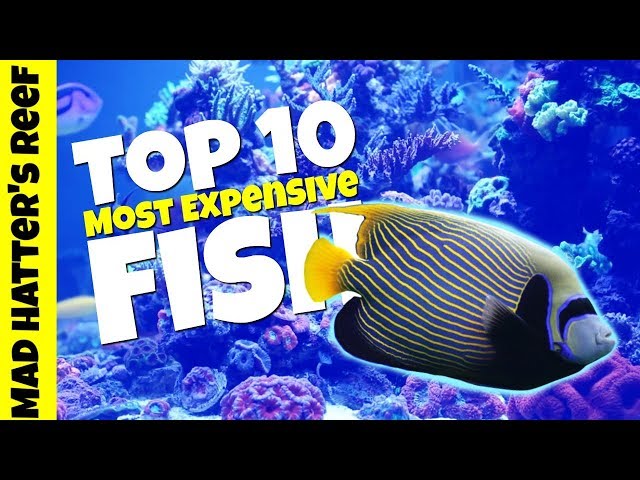 Top 10 Most Expensive Saltwater Fish