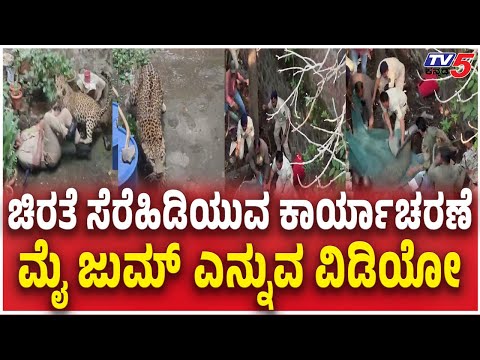 Leopard Capture Operation in Kolhapur, Maharashtra | ಚಿರತೆ ಸೆರೆಹಿಡಿಯುವ ಕಾರ್ಯಾಚರಣೆ ವಿಡಿಯೋ