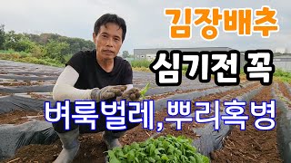김장배추 심기전 이거 주면 벌레 싹 살라진다고?