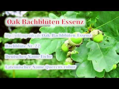 Oak Bachblüten Essenz