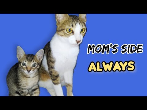 Kitten Lingling DOESN'T want to be away from Mom.. so she does THIS ..