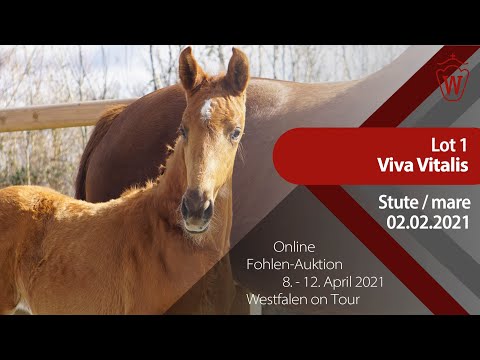 Fohlen-Auktion "Westfalen on Tour" 8.-12. April Lot 1 Viva Vitalis Stute v. Vitalis - Chameur
