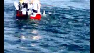 preview picture of video 'Gaspar el delfín en el puerto de Sada'