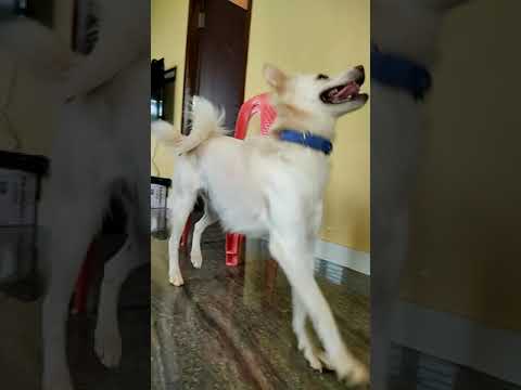 Ashwamedha | feat. Gunda