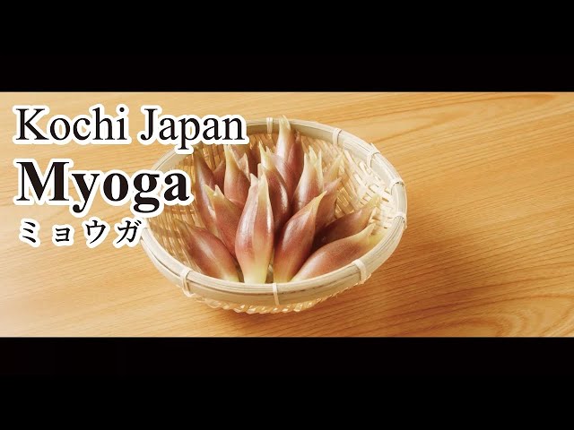 How to make a delicious horse mackerel tartare with refreshing myoga from Kochi