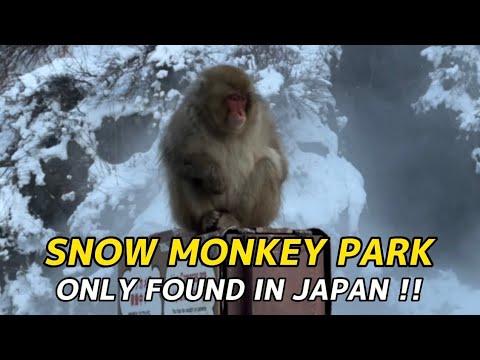 SNOW MONKEY BATHING IN HOT SPRING  | JIGOKUDANI NAGANO JAPAN