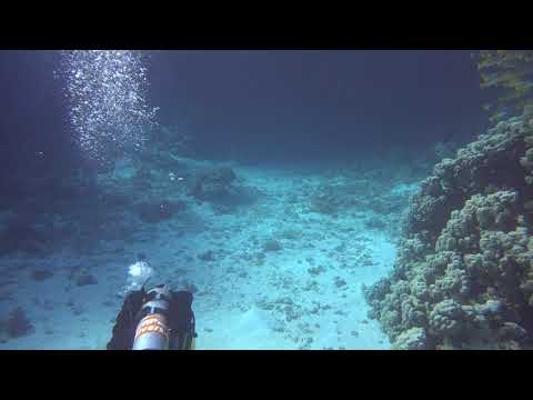 Red Sea Underwater 4K