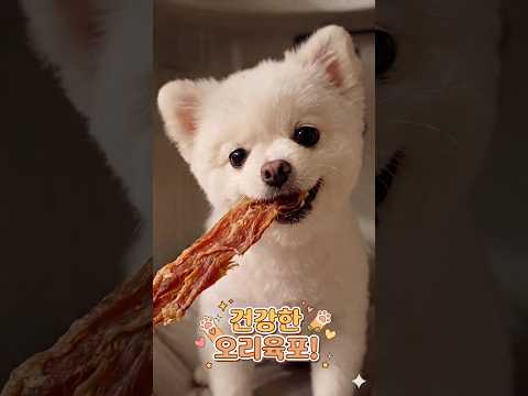 강아지 건강한 오리육포 간식 #pets #cute #반려견육포 #강아지간식