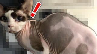 我が家の猫にプレゼントが届きました！【実写】