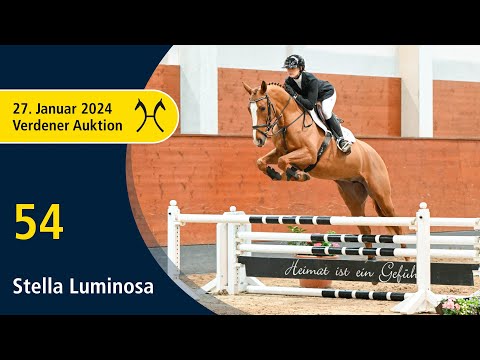 Verden Auction Online - Sporthorses - Jan. 27 - No. 54 Stella Luminosa by Stolzenberg - Chasseur I