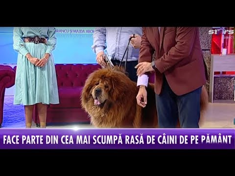 Cel mai frumos mastiff tibetan din lume, demonstraţie inedită. Boss are peste 250 de premii