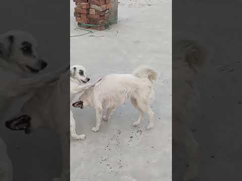 ❤️❤️❤️❤️❤️ #doglover