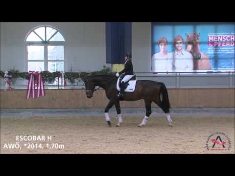 Escobar H (geb. 2014), v. Escolar - Hofrat - Coriando - ELITE VERKAUFSSCHAU 2017