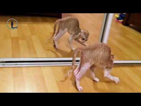 November Funny Cats VS Mirrors 🐈 Funny Cat 2018 #bluesky