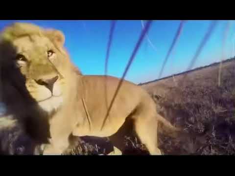 Lions pick up GoPro and shows the beauty of his kingdom