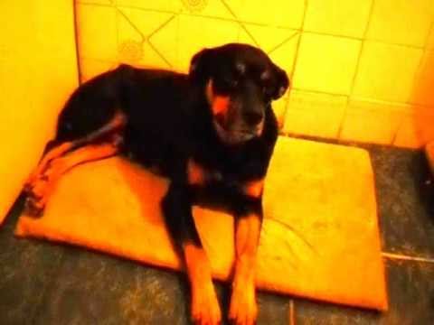 Mel antes da cirurgia.