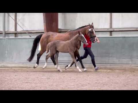 CELEST VAN DE HERTHOEK
