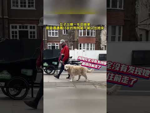 #家养宠物 狗狗是不会忘记小主人的 #狗狗的心思都写在脸上了 #狗是人类最忠诚的朋友 #是宠物更是家人