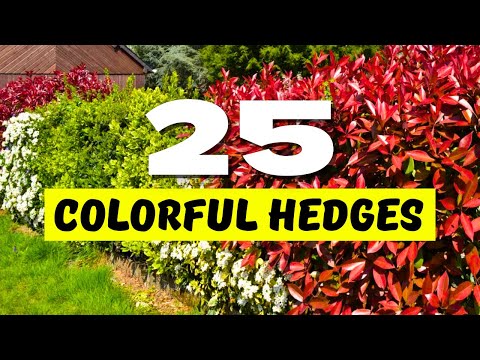 🌈 COLORFUL HEDGES! 25 Best Hedge Plants with VIBRANT Leaves! ✨🍃