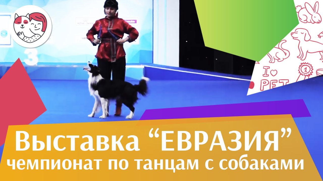 Чемпионат РКФ по танцам с собаками 5 на Евразии 17 ilikepet