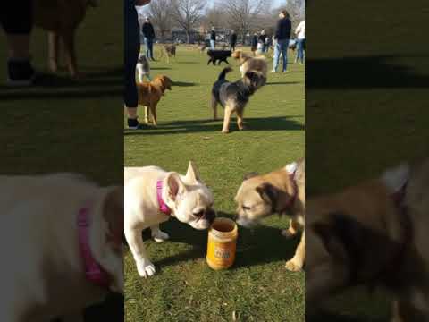Zen 🥜 vs. the Border Terrier peanut butter showdown at a bustling dog park #NuttyRivals #ZenTheFren