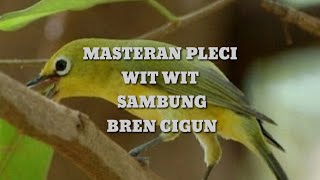 Download lagu MASTERAN PLECI WIT WIT BREN CIGUN mp3