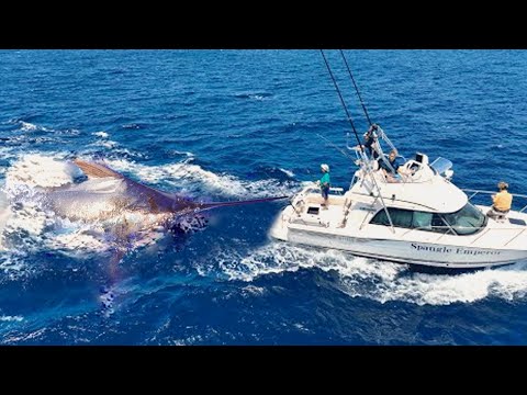 Amazing Giant Swordfish Fishing Skills To Catch The World's Big Fish On Boat