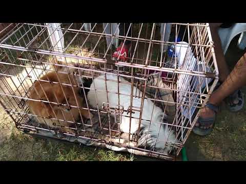 Dog 🐕 show Ahemdabad