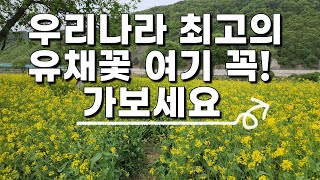 국내여행추천 가족들과함께 가기 좋은 유채꽃 축제 꼭 가보세요