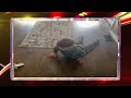 America S Funniest Home VIdeos Honorable Mentions Season 33 Episode 17 2023