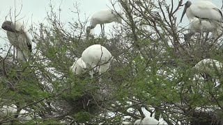 Wood stork making a comeback from brink of extinction