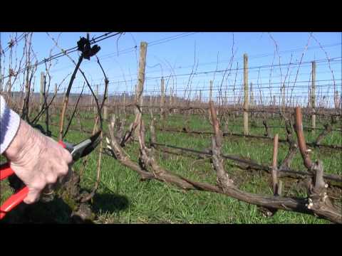Cordon Pruning In the Vineyard Featuring Eugenia Keegan