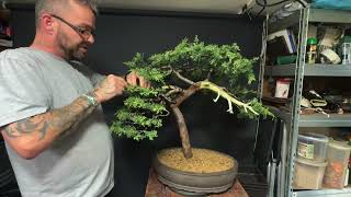 Styling a Juniper Bonsai