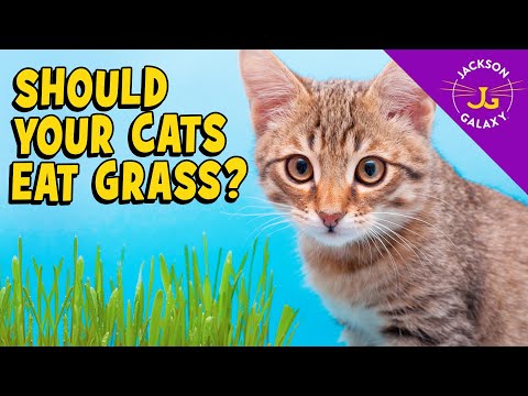 The Scoop on Cats and Grass: Is it safe? Is it healthy?