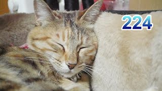 ちょこ宗成長日記224　12月21日。