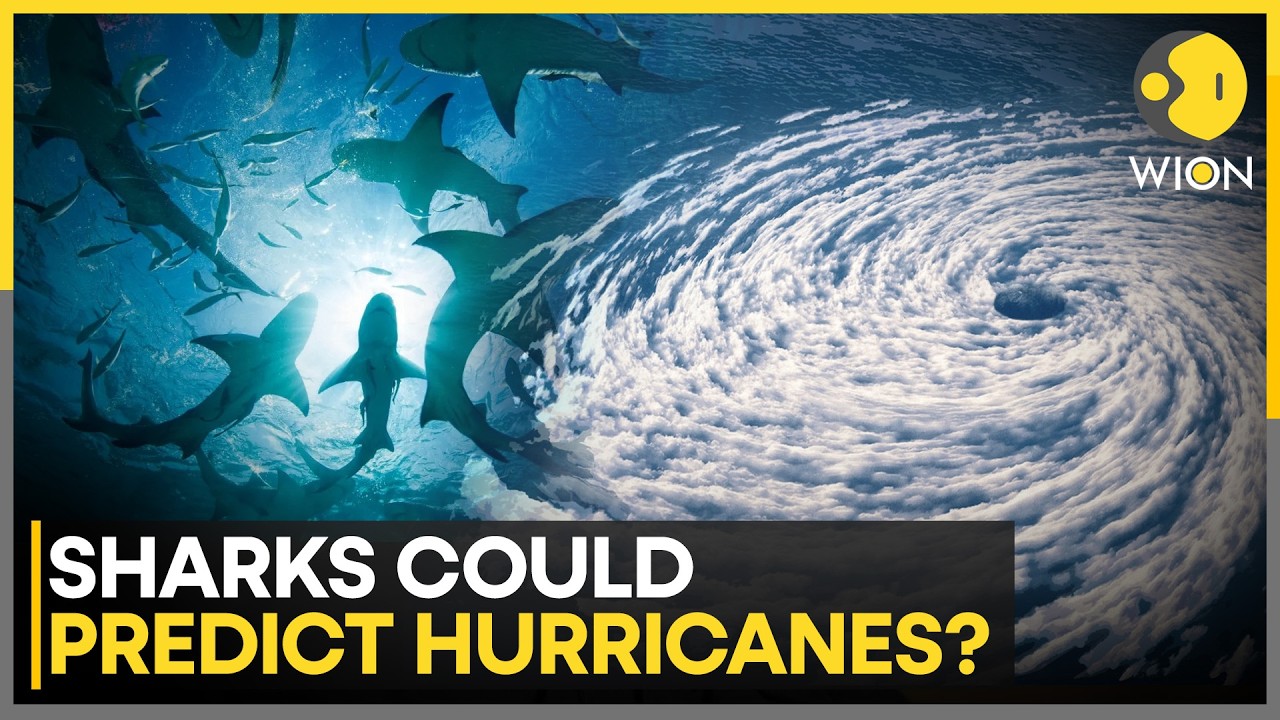 Scientists to Turn Sharks into Ocean Sensors & Hurrican Detectors