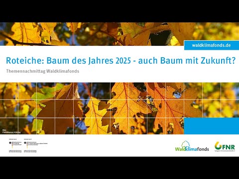 Roteiche: Baum des Jahres 2025 - auch Baum mit Zukunft? - Wachstum und Klimasensitivität (5/6)