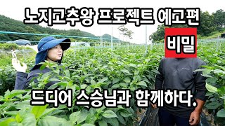 노지고추 프로젝트 예고편 노하우공개