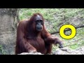 ALPHABET ANIMALS PHONICS ALPHABET SONG Part 4 Preschool K First EDUCATIONAL KID VIDEO