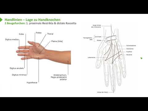Anatomie I Bewegungssystem: Obere Extremität: Übersicht & Klinik I Prof. Dr. med. Wirth