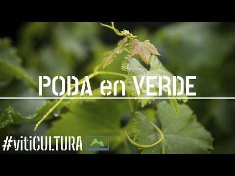 , title : 'Cómo y Por Qué PODAR la VID 🌱en primavera - verano ☀ Poda en VERDE 🍇 vitiCULTURA #LdN'