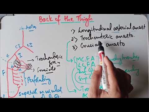 Arterial Supply To The Back Of The Thigh