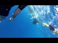 Shark Dive - No Cage