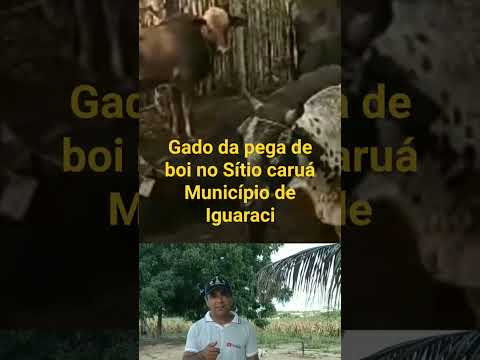 gado da festa no sítio Caruaru Iguaraci Pernambuco