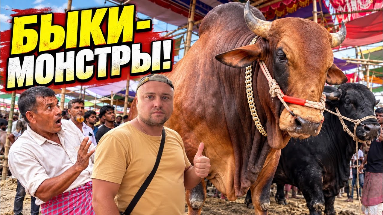 «ШОКИРУЮЩИЙ БАНГЛАДЕШ! ЖИВОТНЫЕ ЖИВУТ ЛУЧШЕ ЛЮДЕЙ?»