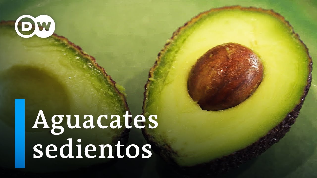 Los aguacates de Portugal: ¿Oro verde o riesgo para el medioambiente? | DW Documental