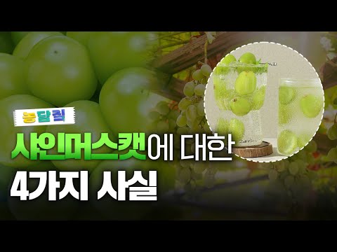 샤인머스켓, 당신이 몰랐던 4가지 사실|농담짚