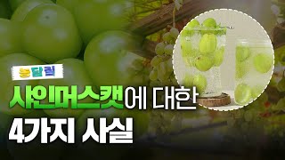 샤인머스켓, 당신이 몰랐던 4가지 사실|농담짚