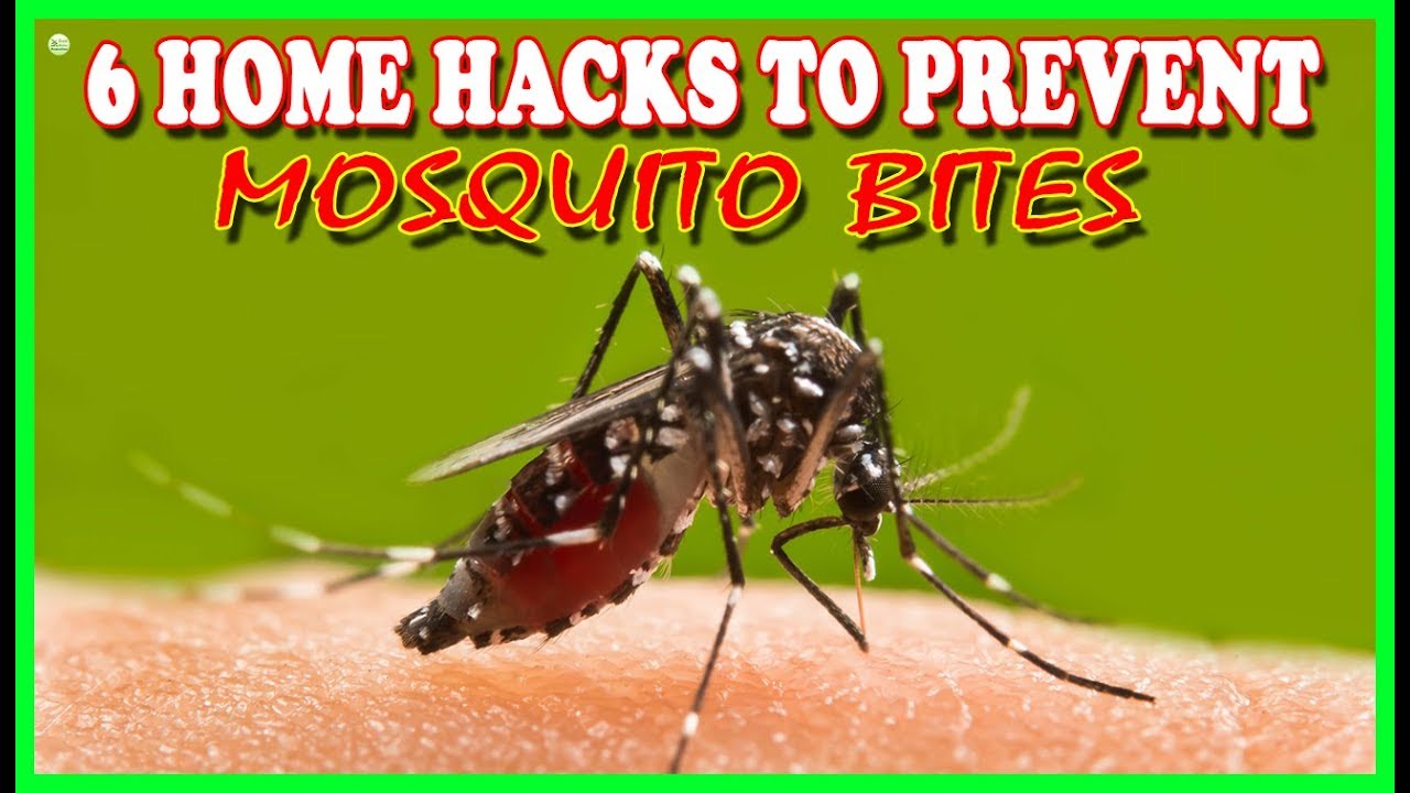 <h1 class=title>6 Home Hacks to Prevent Mosquito Bites - How To Get Rid Of Mosquito | Best Home Remedies</h1>