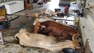 Download lagu Due to the FMD virus outbreak, slaughterhouses are always full of dead cows mp3